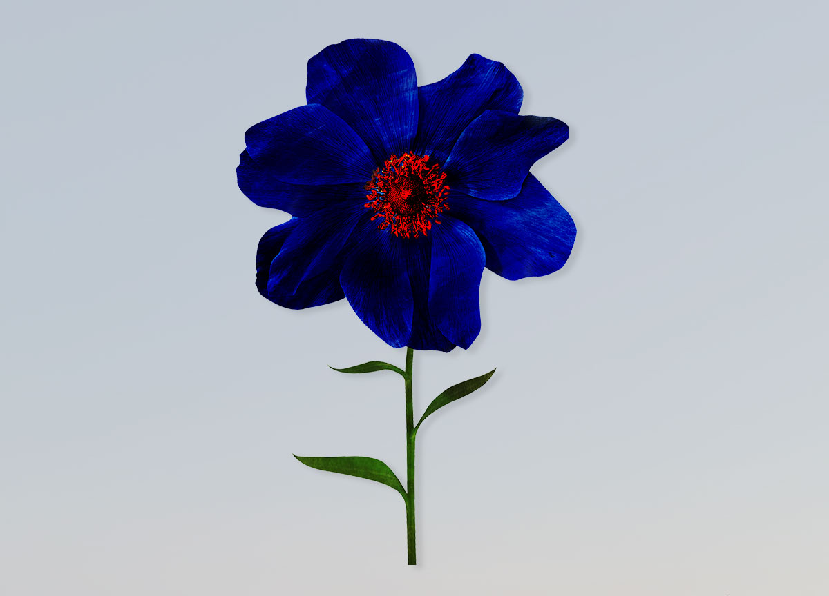 Illustration with flowers